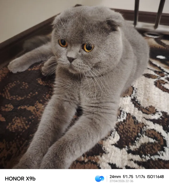 Scottish Fold Britanskiy — фото 1