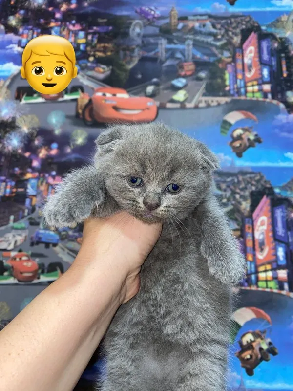 Шотладнские котята 4 Шотладнские котята 4