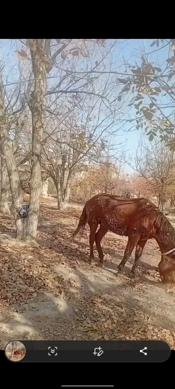 Qora bayir zotli otlar