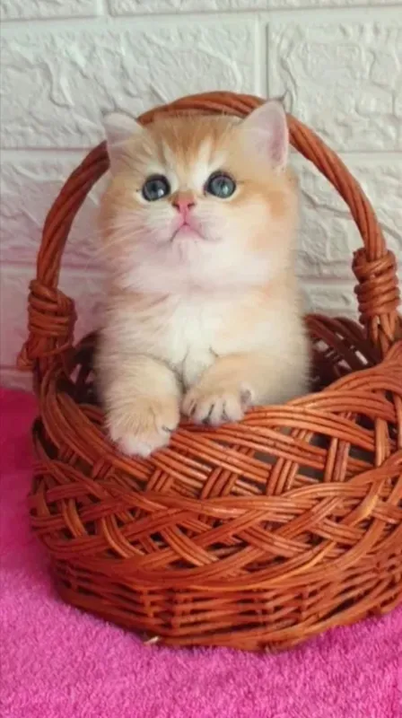 котята на продажу