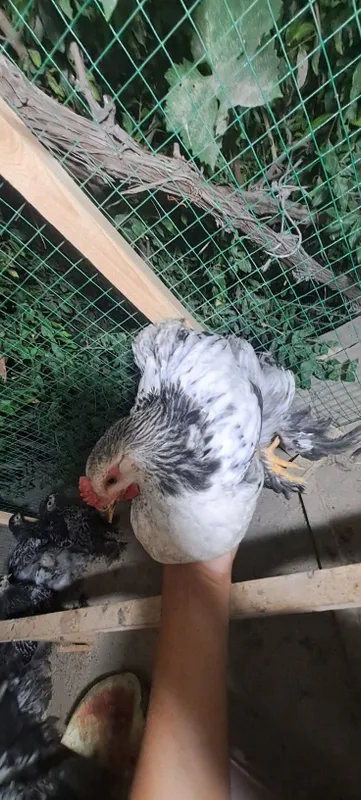 Karlik brama bor 1 Karlik brama bor 1