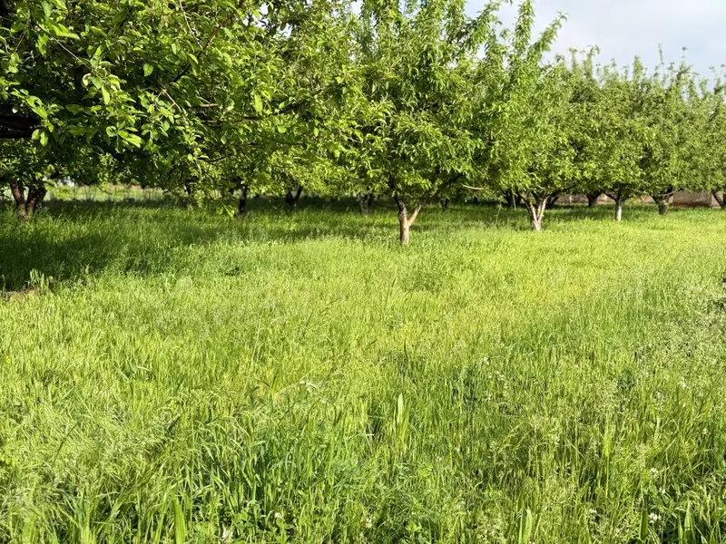 Hovli sotiladi srochna 6 Hovli sotiladi srochna 6