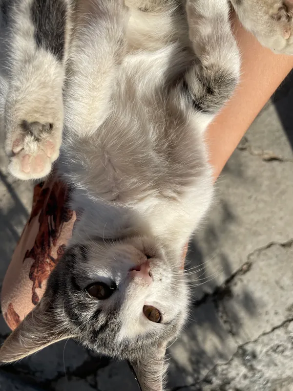 Котёнок 4 Котёнок 4