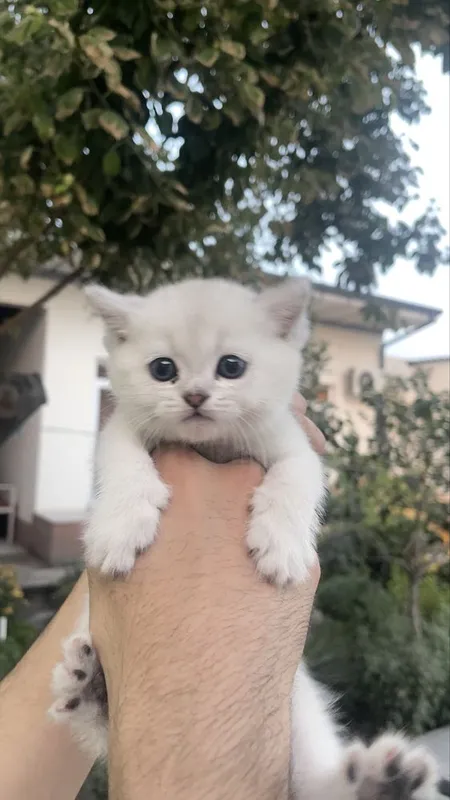 Серебристый шиншилла — фото 1