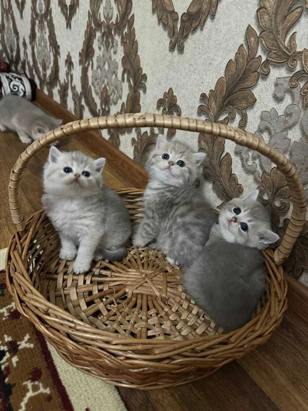 Продаётся породистые котята — фото 1