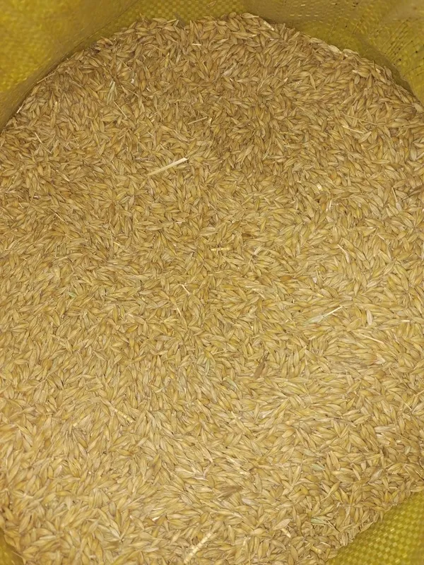 Toza arpa sotiladi 3 Toza arpa sotiladi 3