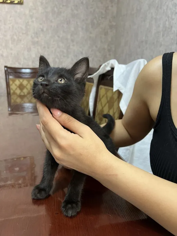 Отдам в добрые руки котёнка — фото 1
