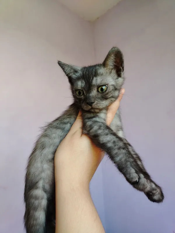 животное 1