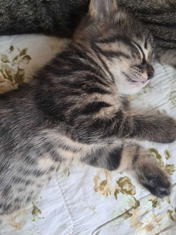 Отлам котенка бесплатно 2 Отлам котенка бесплатно 2