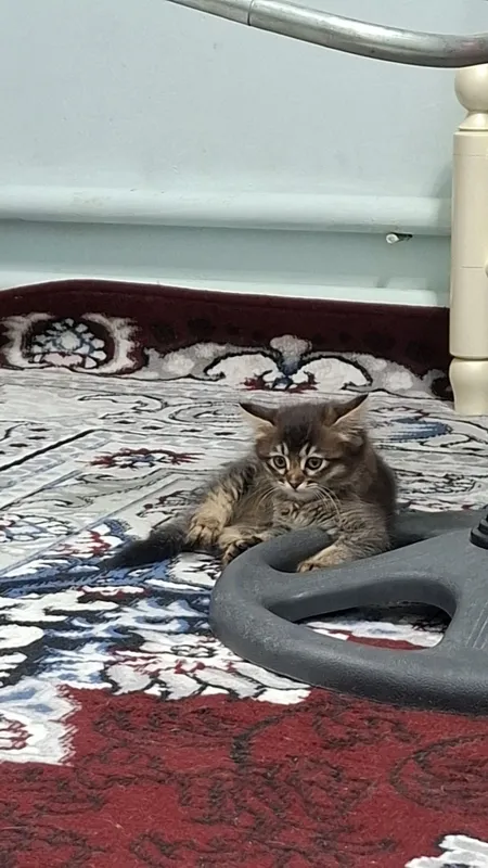 Hadiyaga beriladi 4