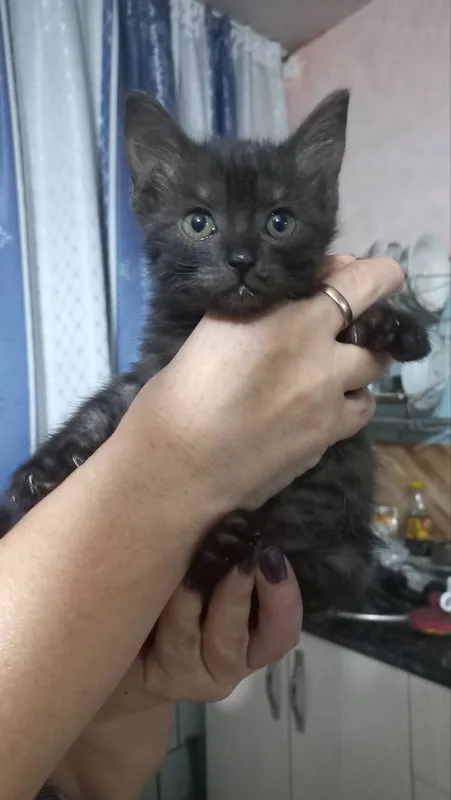 Отдам котят 2 Отдам котят 2