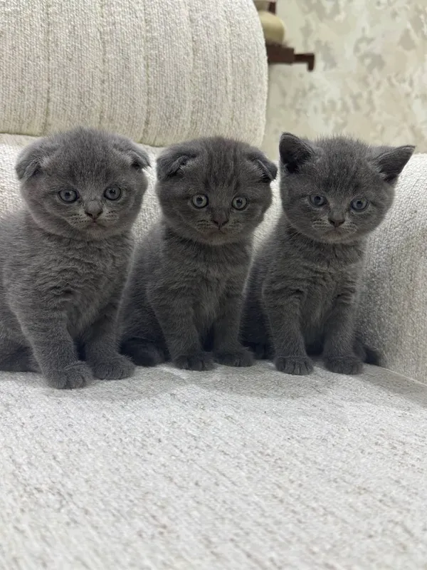 Скотишфолд 3 Скотишфолд 3