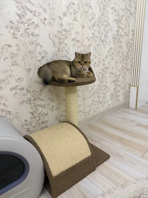 Скотч фолд оригинал мушук зотли — фото 4