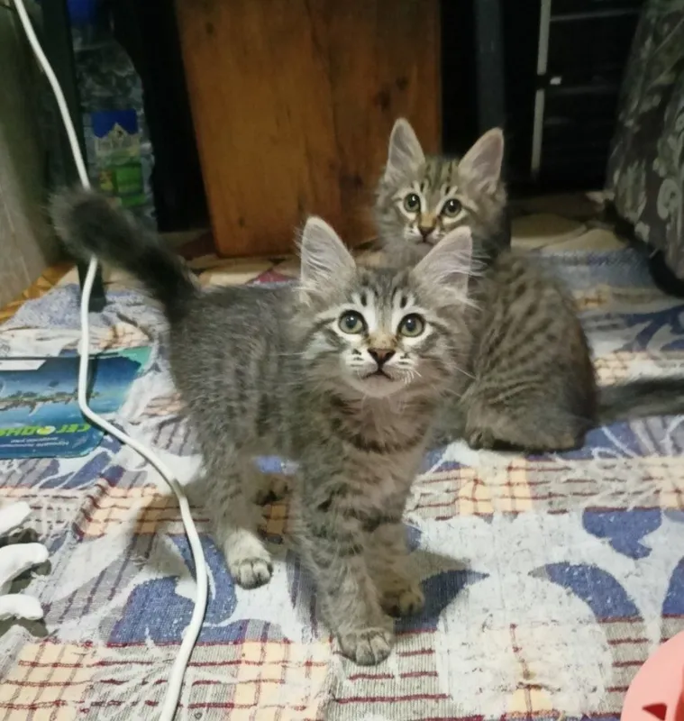 Котёнок 2 месяца — фото 1