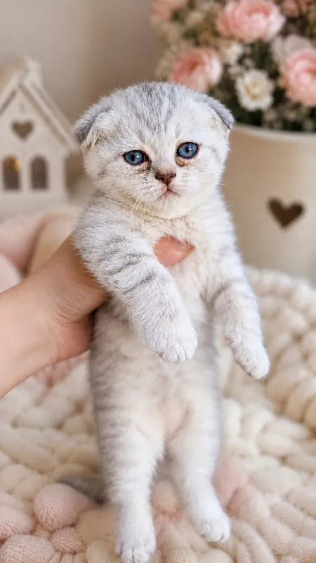 Срочно продаются котята скотиш-фонд! 3 Срочно продаются котята скотиш-фонд! 3