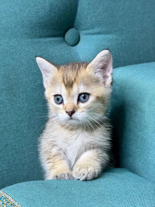 Missionerlik lavozimida rus ayollari bilan jinsiy aloqa Katta kokraklari bolgan tola fotosini