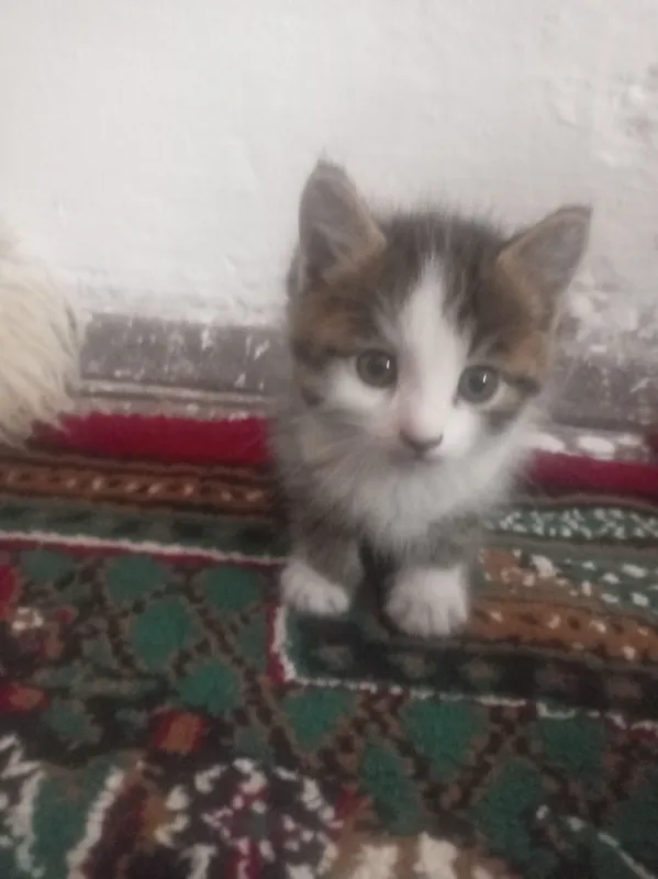 Mushuk sotiladi.