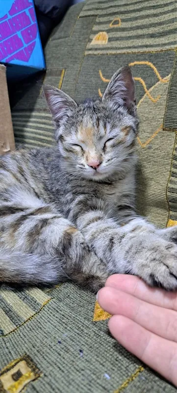 Кошечка в хорошие руки 2