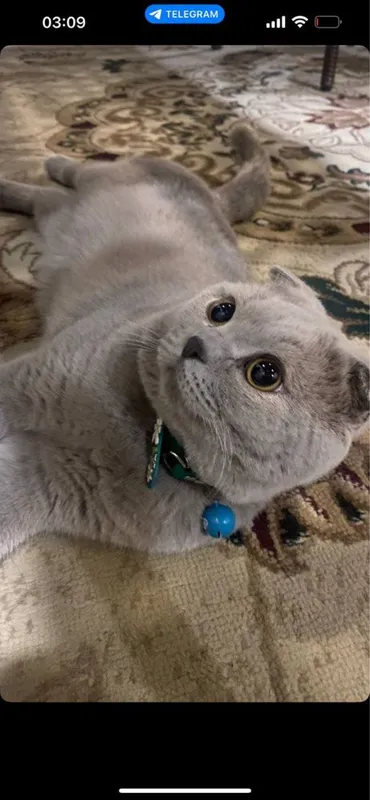 Шотландский вислоухий кот