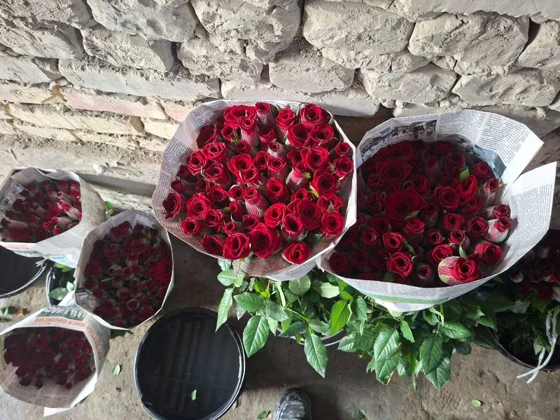 Atirgul роза Sotiladi Optom Navoiydan Barcha viloyatlarga dostavka bor — фото 3