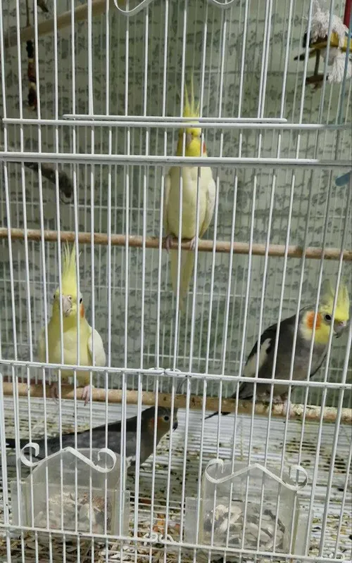 Срочно продам попугаев — корелла. Цена — договорная 1