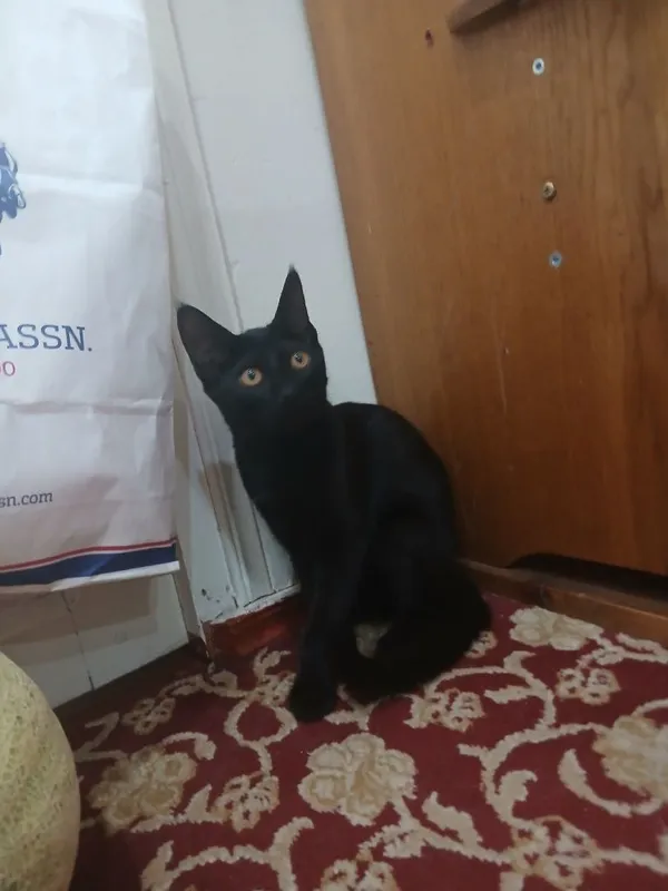 котёнок, девочка 2 котёнок, девочка 2