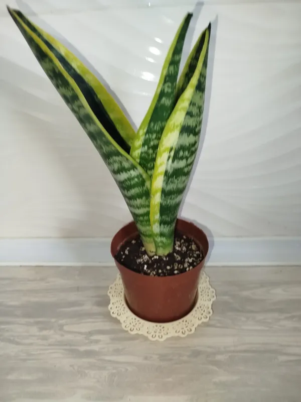Sansiveriya superba