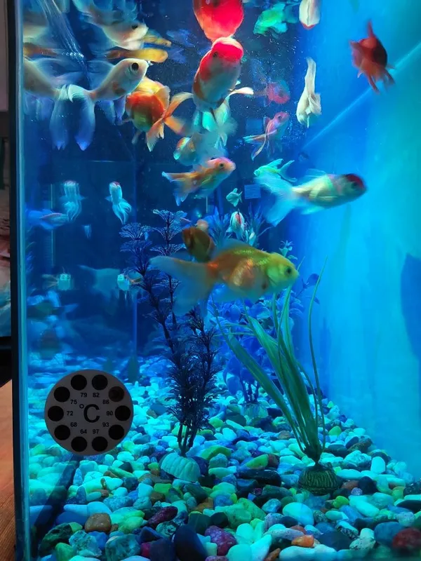 Akvarium ichidagi xamma narsa qoʻshib beriladi baliqlar xam 4 Akvarium ichidagi xamma narsa qoʻshib beriladi baliqlar xam 4