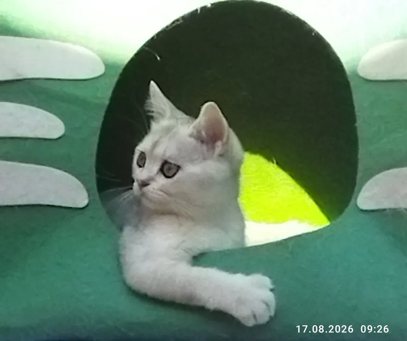 Kumush chinshilla mushukchalari sotiladi 3 Kumush chinshilla mushukchalari sotiladi 3