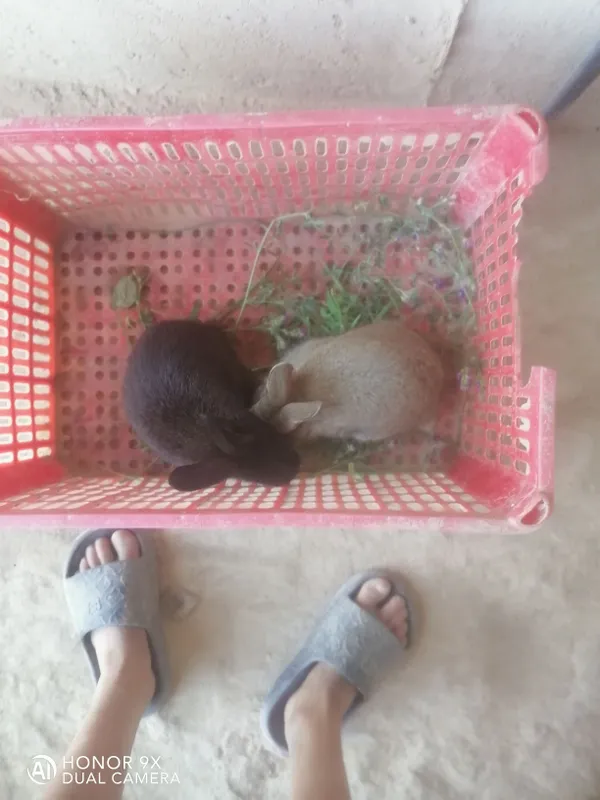 куёнчалар