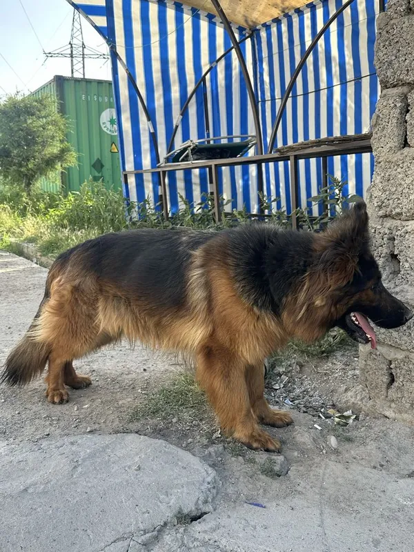 Kuchuk Nemetskiy ovchalka 1 Kuchuk Nemetskiy ovchalka 1