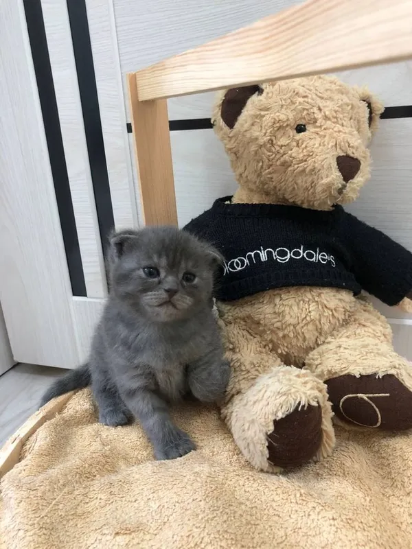Продажа котят (Британский Шиншила) — фото 1