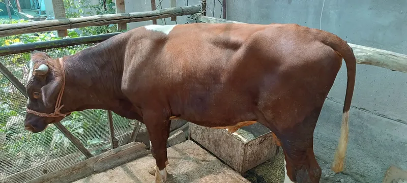 Хукиз сотилади . Хукиз сотилади .