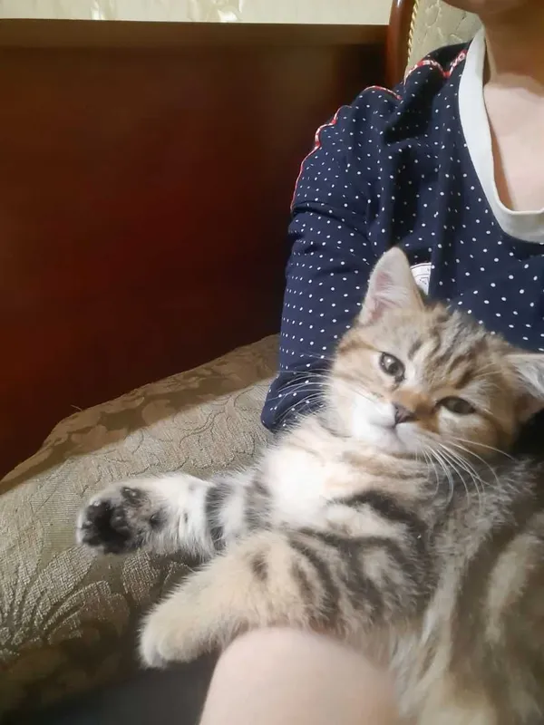 Британский кот 1 год на вязку | Отличный характер — фото 2