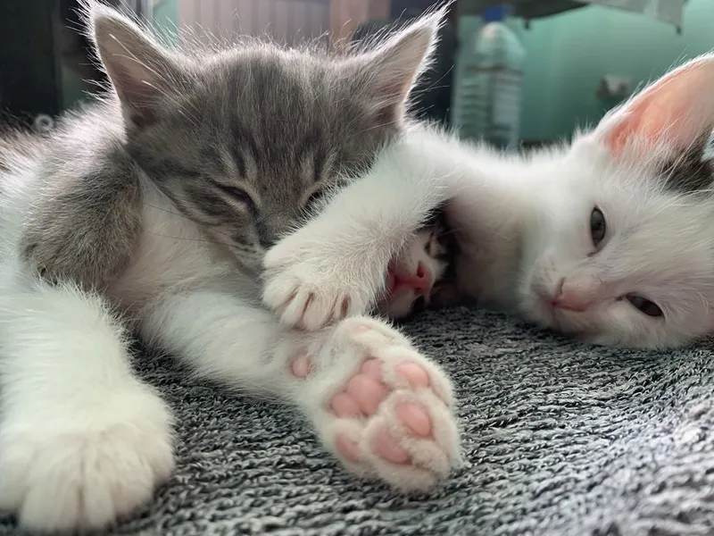 Котята в добрые руки — фото 1