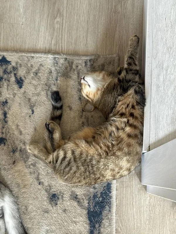 mushuk sotiladi 5