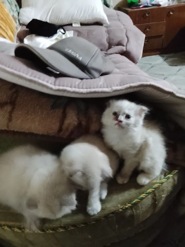 Продаются котята 2 Продаются котята 2