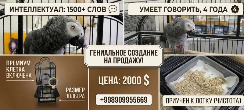 продается попугай жако 4