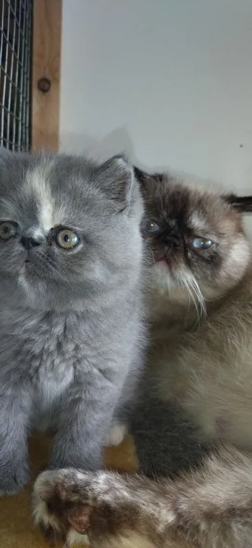 В продаже Экзоты котята — фото 2