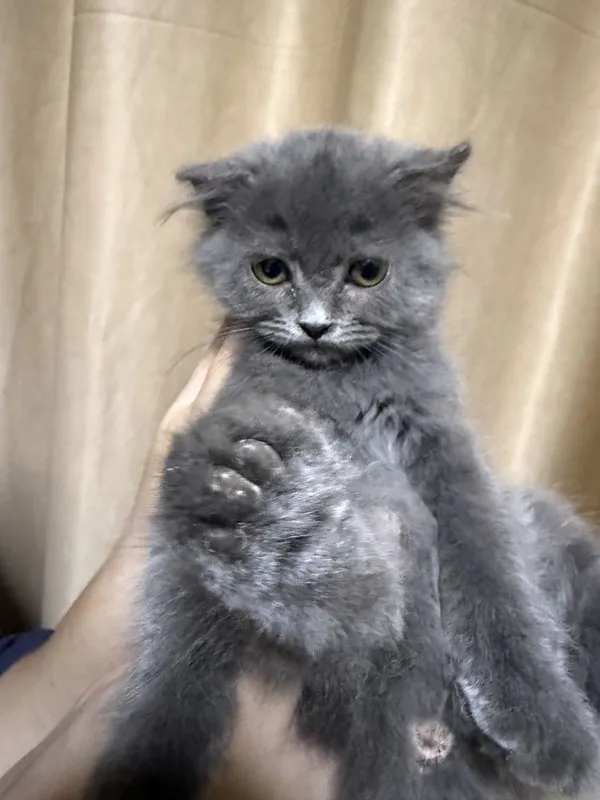 Кошка девочка мама золотая шиншила а отец британец коротко шерстный 2 Кошка девочка мама золотая шиншила а отец британец коротко шерстный 2