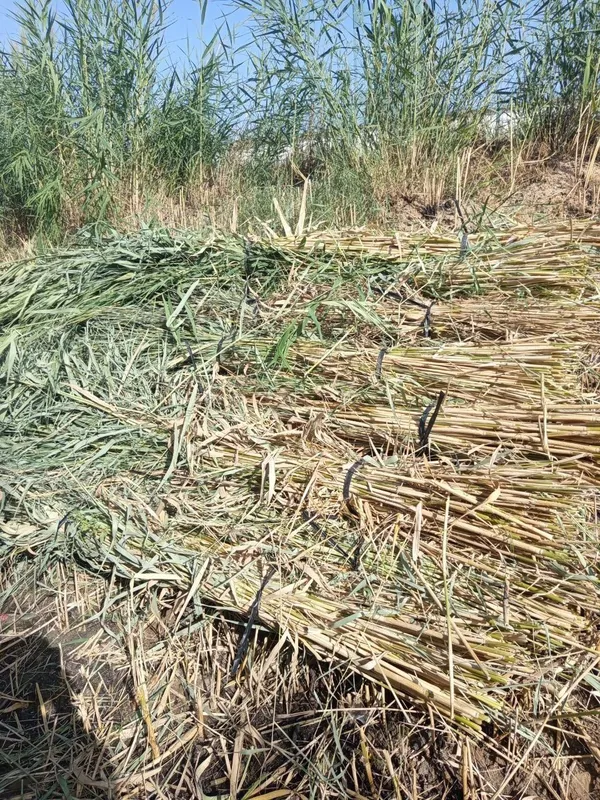 ломбозга камиш бор, буйи 4метр+… эни 10л баклашка, 500та бор — фото 3