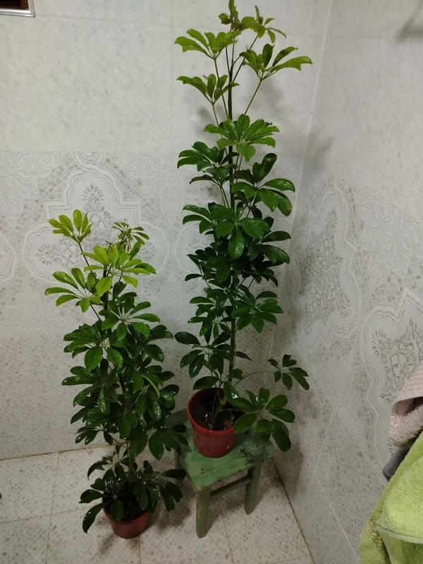 Продаётся цветы, Honaki gullar sotiladi — фото 3