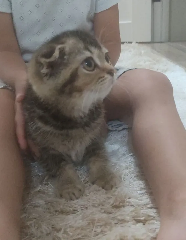 Продам Скоттиш Фолд 2