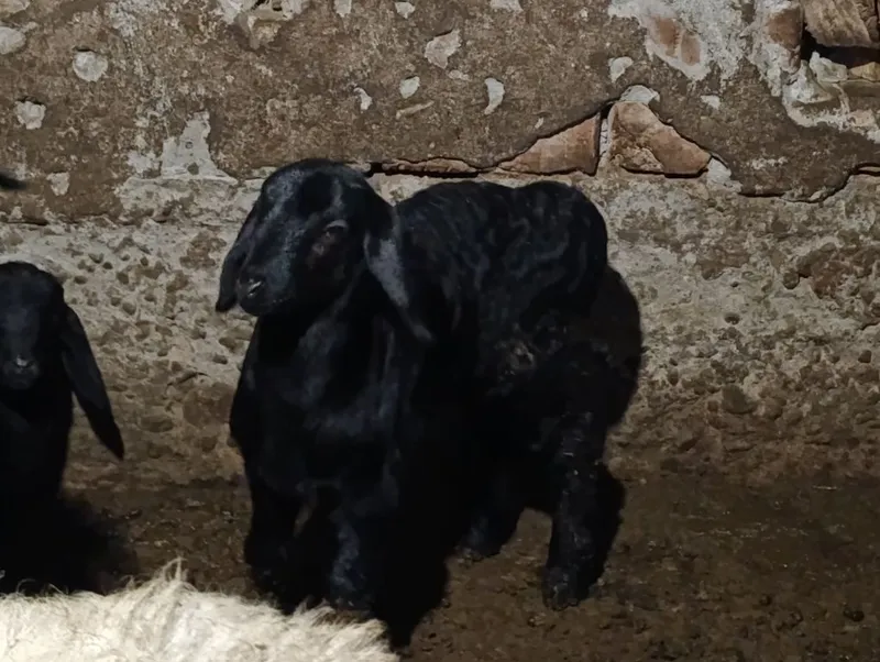 Solu quylar solu quzi qicqorlarà — фото 1