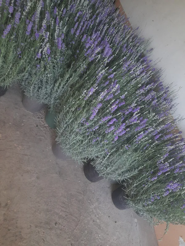 Lavanda ko‘chatlari sotuvda! — фото 6