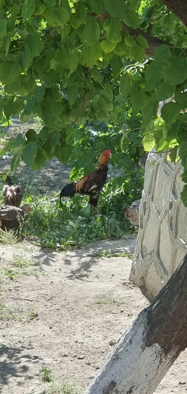 Ассалому алейкум 6