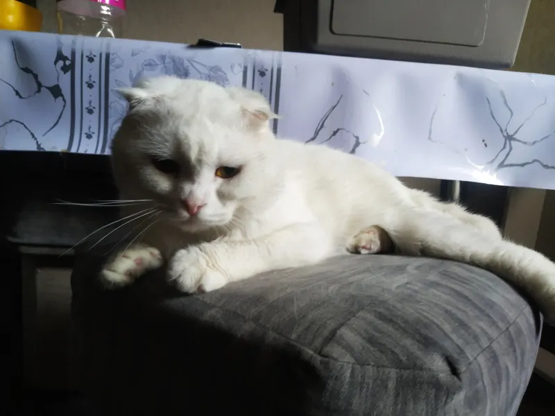 mushuk sptiladi paroda shatlan uha