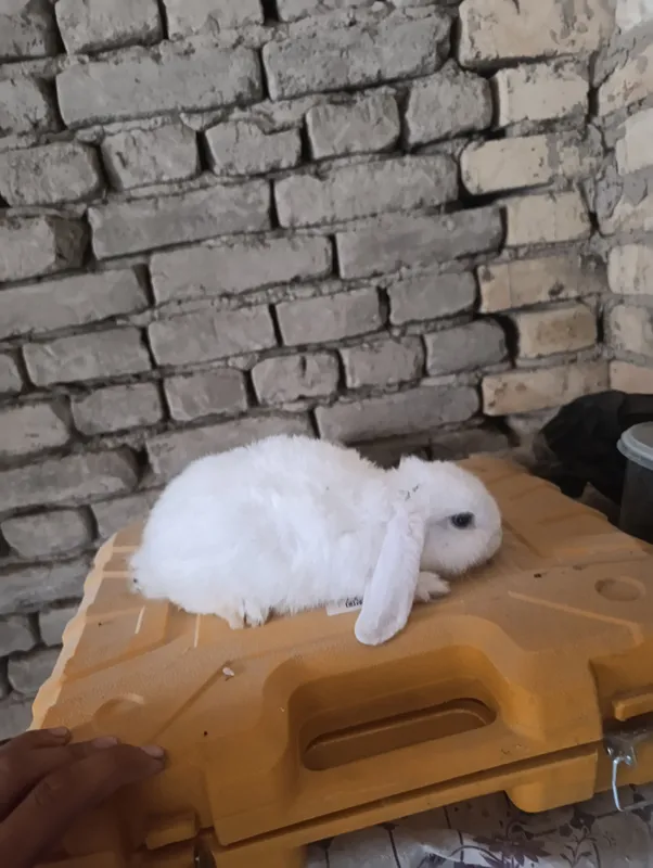 quyon karlik baran almazni glaz jup 2 quyon karlik baran almazni glaz jup 2