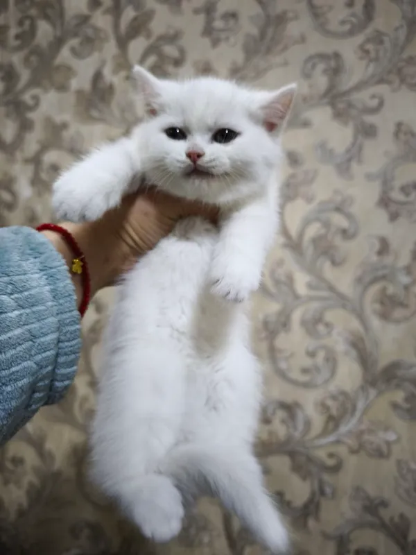 продаются белоснежные котята скоттиш-фолд и страйт — фото 4