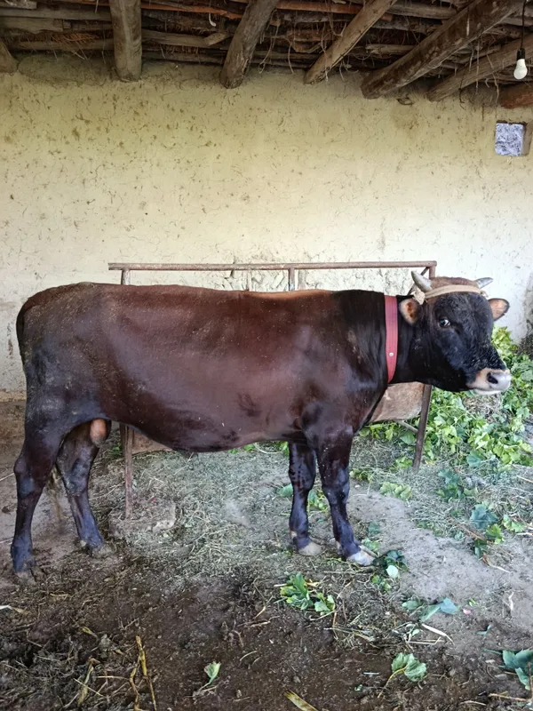 Buqacha boqishga tayyor yeyishi zör soğlom 1.25 böyi 1 Buqacha boqishga tayyor yeyishi zör soğlom 1.25 böyi 1